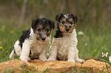 FOX TERRIER 521